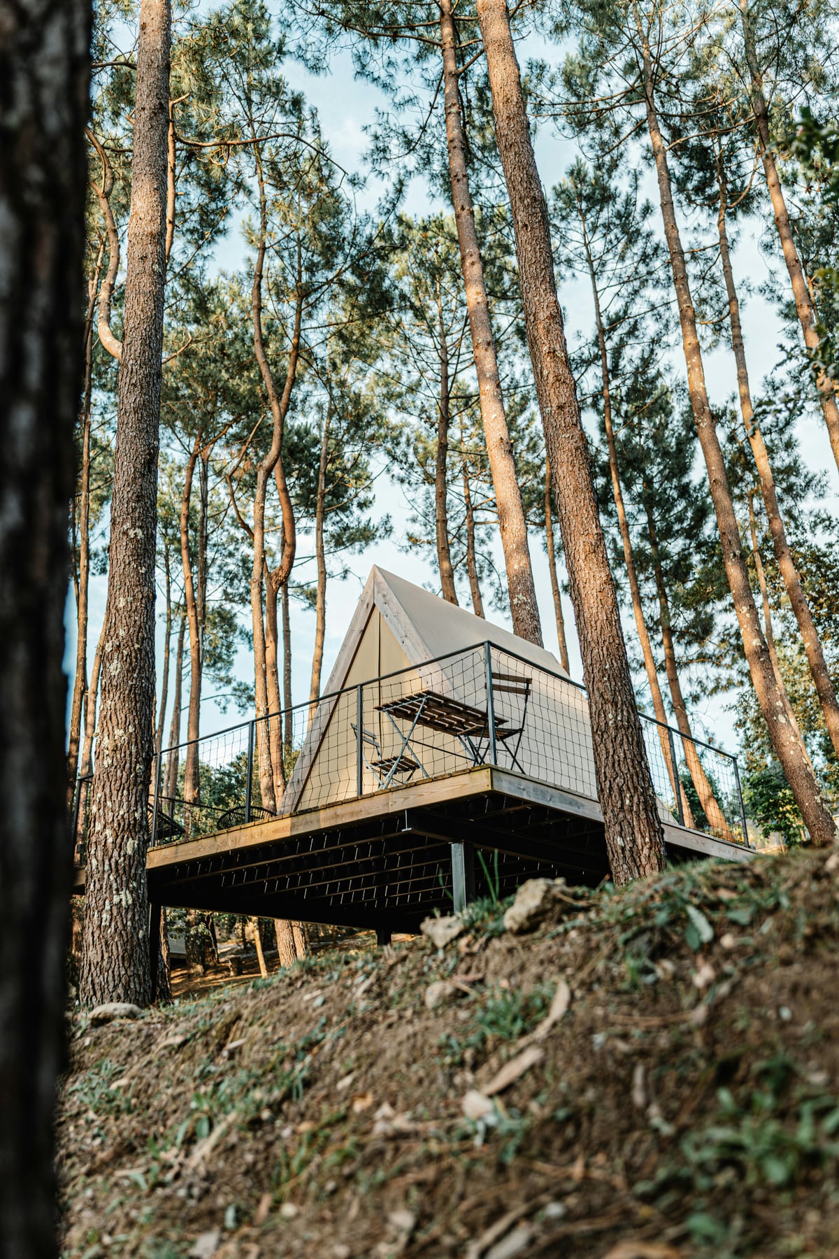 An A-frame glamping tent raised among tall pine trees